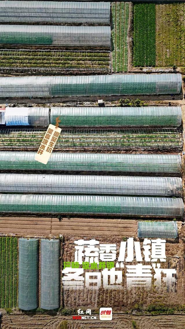 海报 | 沅陵凉水井：蔬香小镇冬日也“青”狂