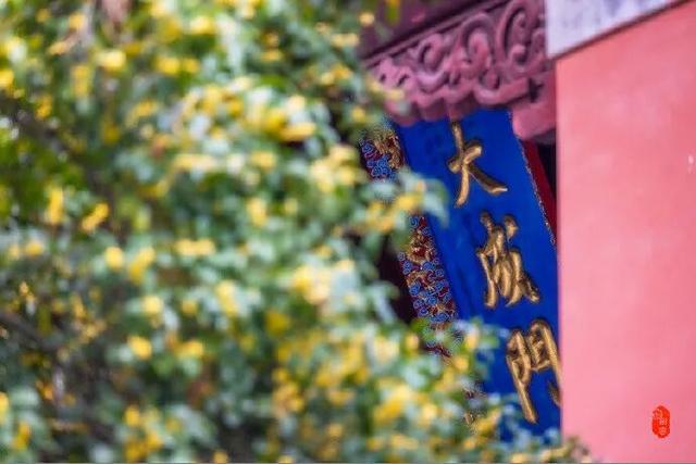 秦淮花事 | 秋日限定！在秦淮，与一场桂花雨不期而遇→