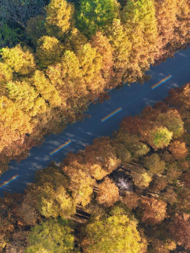 这片焦糖色的“童话森林”，美得藏不住了！