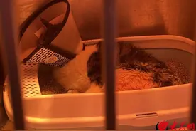 潍有正能量丨兜里仅剩300元，她还是带重伤的流浪猫去医院……图片