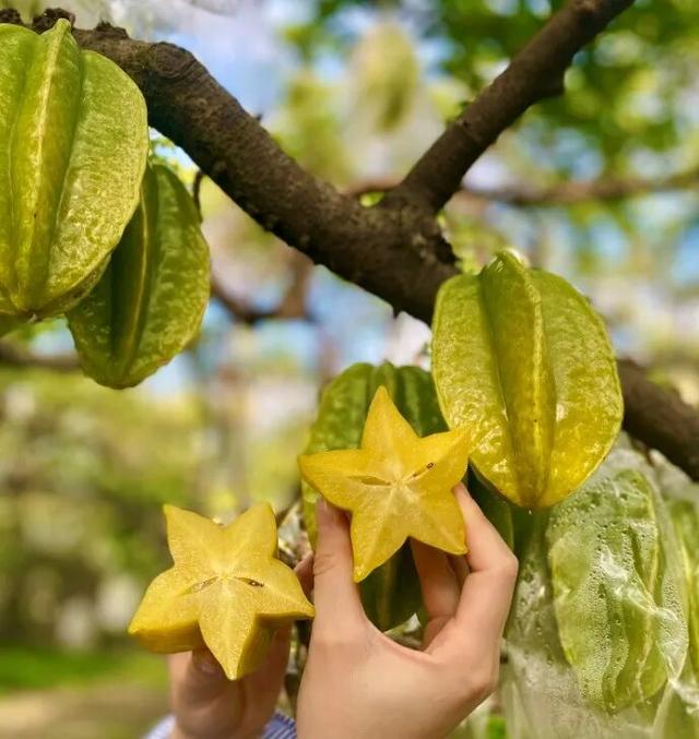 央视大片《珠江》里的花都⑤：山水滋养的田园至味