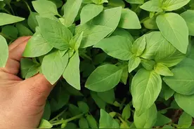 “河南省菜”出圈，盒马把河南荆芥卖到陕西图片