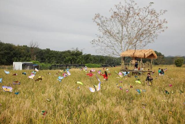 多图+视频！一起回看2025年白沙“啦奥门”雨林与您山兰文化活动精彩瞬间