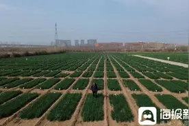 齐鲁春耕进行时 | 一粒高产麦种背后的故事图片
