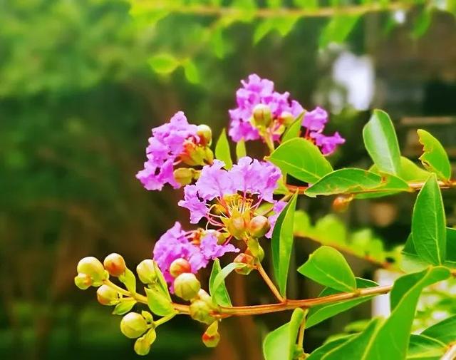 紫薇花盛放！上海这个古典园林盛夏满庭芳→