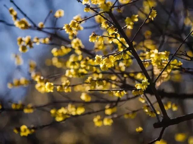 正是打卡的好时候！这份申城赏蜡梅地图请收藏→