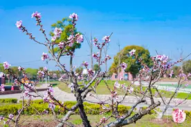 持续18天的上海桃花节开幕，今后桃树将由“开心形”更换为“Y形”图片