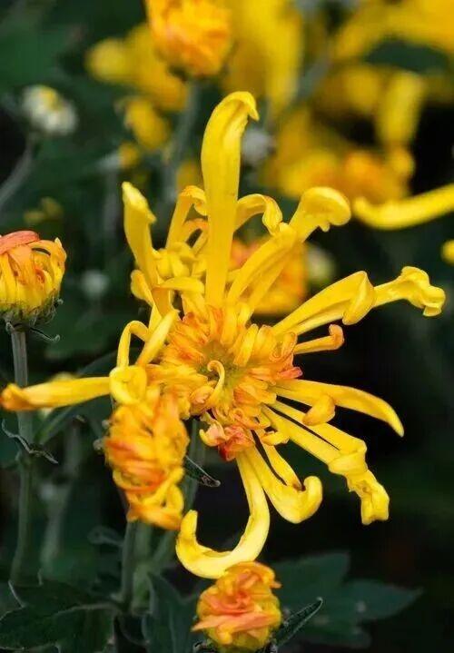 乐山这里的菊花即将迎来盛花期，足足有50多种，约吗？