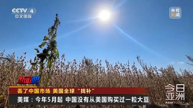 “中国一粒都没买”！大豆滞销，美国农民卖设备维持生计，“对特朗普的忠诚将接受考验”！特朗普满世界找买家，美协会急了：赶紧和中国谈