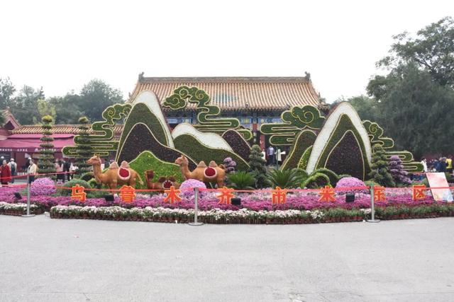 西北首秀绽异彩 米东区获第十五届中国菊花展览会金奖