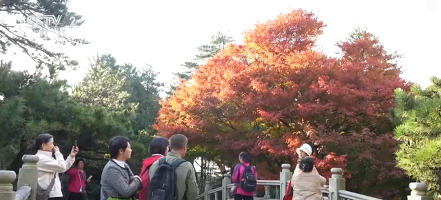 “枫叶+”燃动秋日文旅消费“热引擎” 以旅促农增收再添“金钥匙”