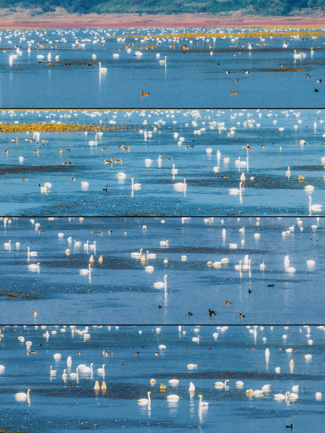 元旦去哪儿？来江西，赴一场候鸟之约