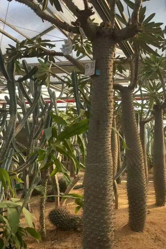 太惊喜！北京第一波蜡梅开啦！就在——