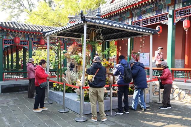 今日开幕！6000余盆菊花绽放，就在海淀这个公园——