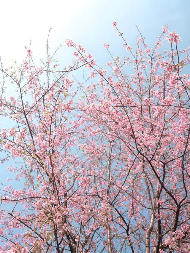 已开！成都怎么提前过上“春天”了