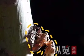 乡野寻宝记 | 知了猴还能“种”出来？这里林地夜捕成新景图片