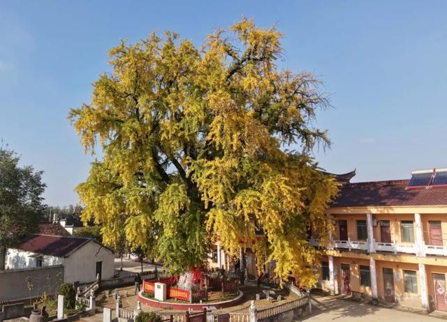 巢湖这里，即将美成巅峰！（附实拍图）