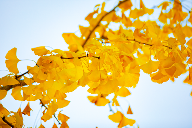 金灿灿！宜都限定美景上线！