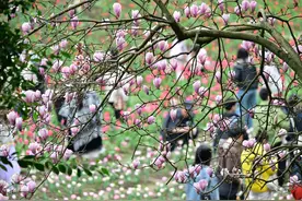 邀你共赴浪漫花海之约！重庆园博园春日主题活动启幕图片