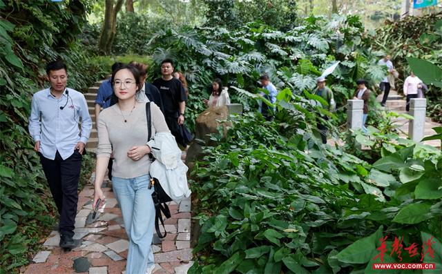 免票后，西樵山把自己“玩”成了顶流！