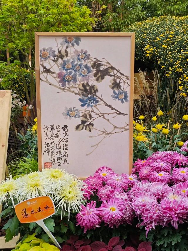 免费！2025武汉金秋菊展时间定了！哪些地方能赏菊？