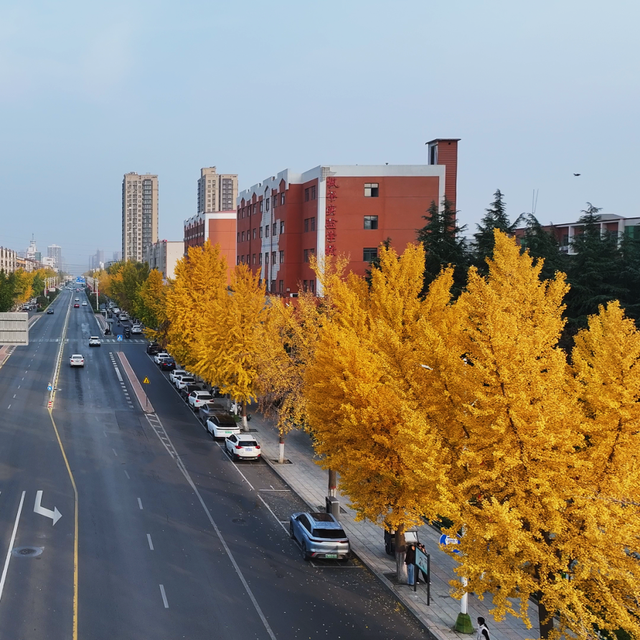 风一吹，索河路就成了金色的世界