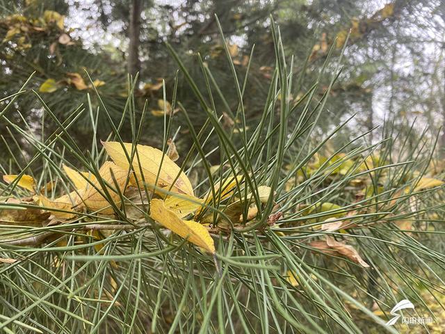 齐河：初冬藏锦绣 美景“二道坝”