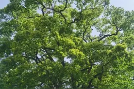 在风雨中屹立不倒！植树节来临之际，一起来了解下那些坚韧不屈的植物吧→图片