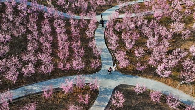 春花争艳游客旺