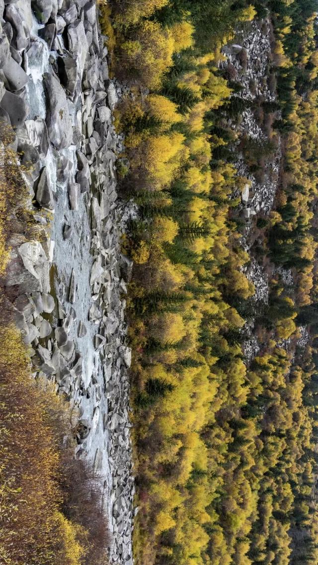 听说放秋假了？新都桥这波秋日余温太美了