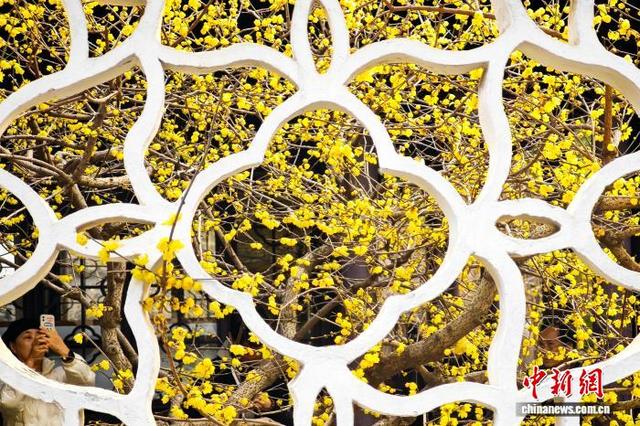 南京古典园林蜡梅绽放 香气清幽扑面而来