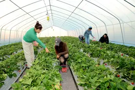 古荥镇西禾农场：特色种植模式助力村民增收图片