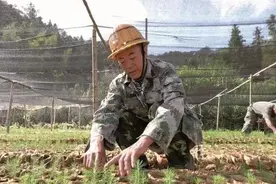 创业典型 | 肖家骏：用勤劳双手撑起脱贫致富林图片