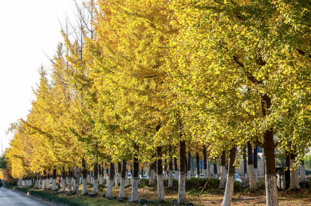 美爆了！余杭银杏打卡地出炉
