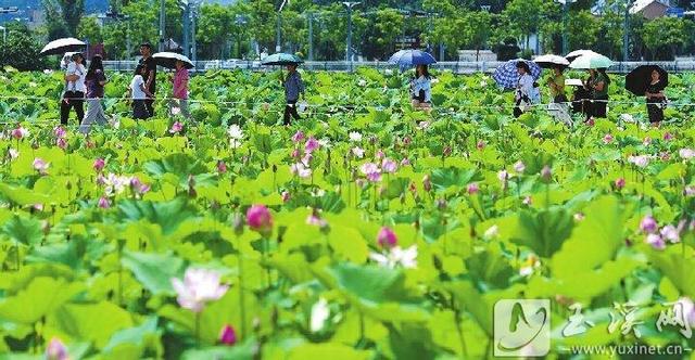 文化中国行｜夏日美景引客来