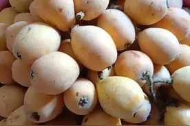 外地早春枇杷登陆苏州，地产枇杷预计5月中旬接棒上市图片