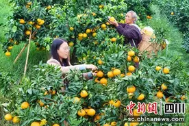 仁寿山沟沟里长出“金果果”图片