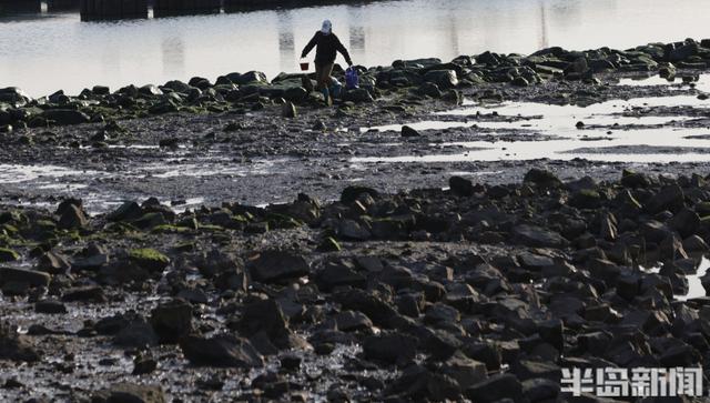 赶海+赏鸥，青岛走起
