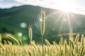 麦蒿，麦蒿，你的疯长是对种田人的羞辱和蔑视图片