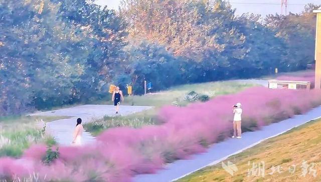 河畔秋日里 蕲春这场粉色梦境已上线