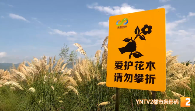 踩踏！折断！湖滨生态湿地公园遭“野蛮打卡”
