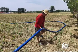 汝南县张楼镇：全力以赴抗旱抢种保秋图片