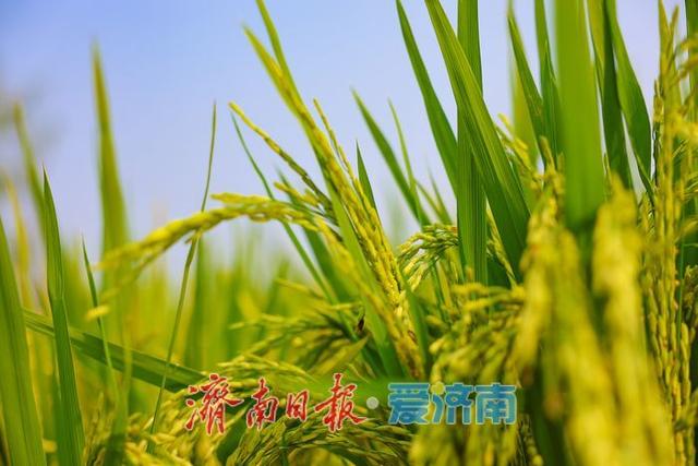 一年四季 泉在济南丨稻风荷语 绿意诗行