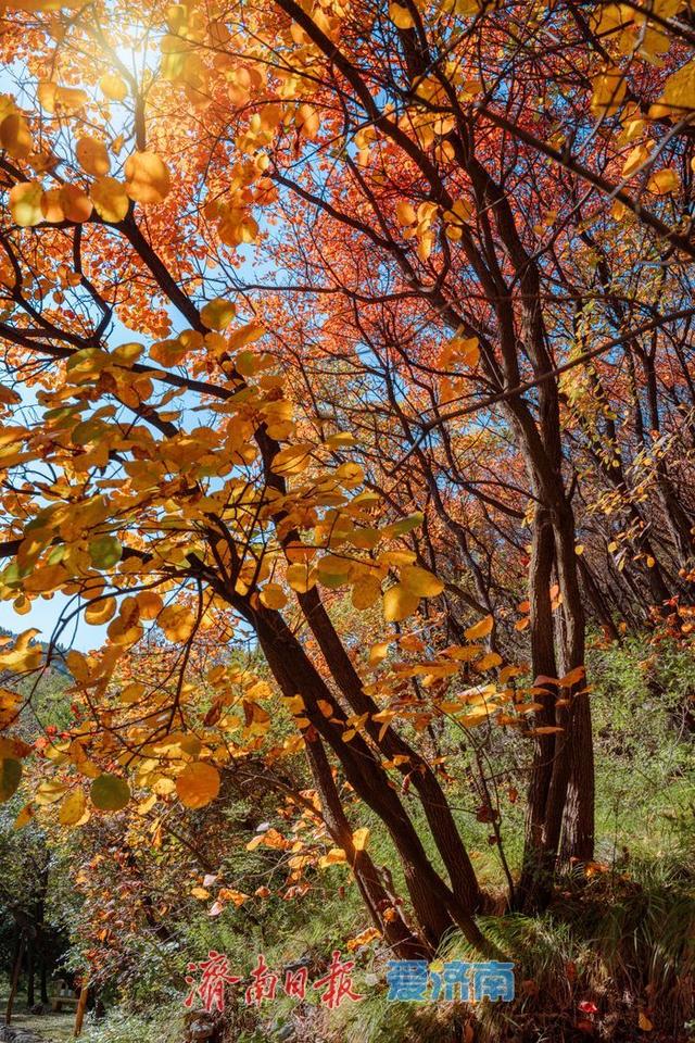 一年四季 泉在济南丨济南红叶谷漫山红遍层林尽染，最佳观赏期迎来秋日盛景
