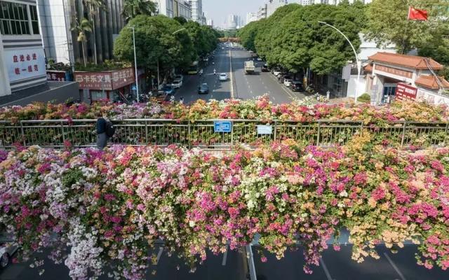 刷屏朋友圈！11月的浪漫被TA承包了，这场缤纷花事太治愈！