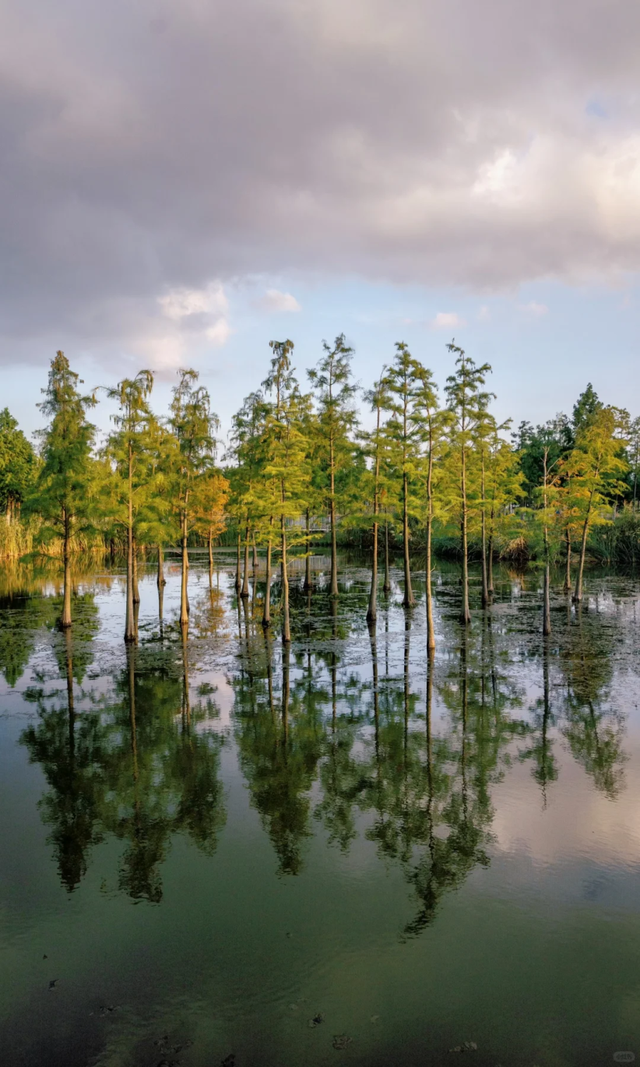 上海竟然藏了一片长满粉黛与芦苇的免费小众仙境！还有水杉渐红→