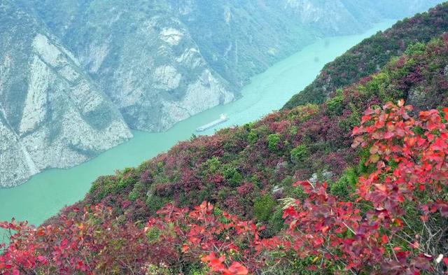 巫山：红叶漫山待客来