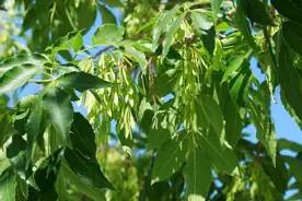 蜡烛竟是昆虫的分泌物？揭秘古代生产蜡烛的乔木“工厂”图片