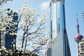 上海的玉兰已开！收好这份2025白玉兰观赏地图图片