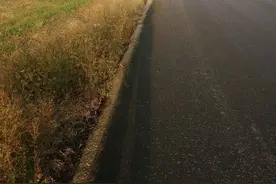 青未了｜一株麦子的挣扎图片